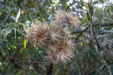 The white heads of a faded wild plant.