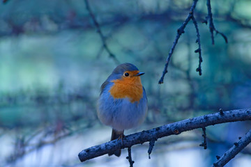 Cute bird robin. Winter forest background. Bird: European Robin. Erithacus rubecula.