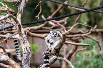 Lemur sits on a tree in a zoological garden. Israel. 