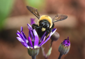 bee on a flower