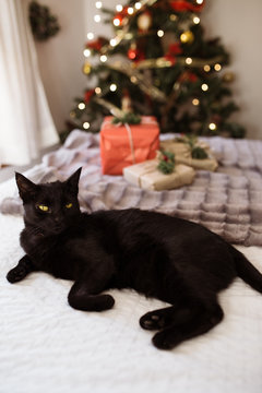 Cute Black cat lying in bed with presents in craft paper against Christmas tree. Cozy home Christmas holiday background.