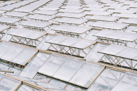Glass greenhouse roofs in overcast weather