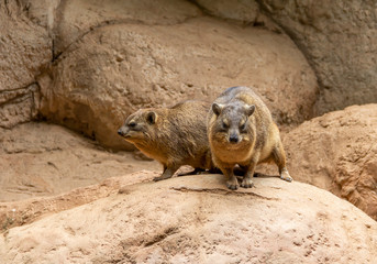 rock hyrax in stony ambiance
