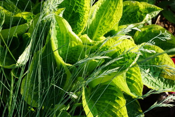 funkia, hosta © Sylwia
