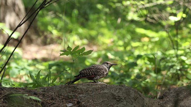 Northern Flicker