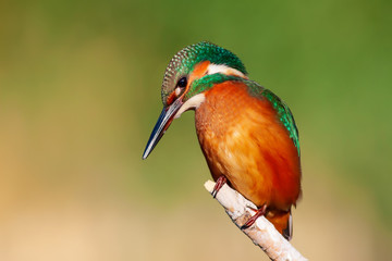 Cute colorful bird. Kingfisher. Green nature background. 