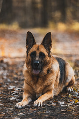 German Shepherd Dog Portrait in Autumnal Park. Bokeh Blurred Background