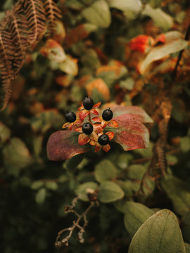 Deadly nightshade toxic black berries on red and orange flower heads with five petals on blurred background of green leaves with brown spots