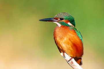 Cute colorful bird. Kingfisher. Green nature background. 