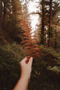 Crop unrecognizable person hand holding wilted orange huge leaf of ferns on background of trail under gray sky in foggy autumn dense forest during daytime