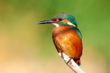 Cute colorful bird. Kingfisher. Green nature background. 