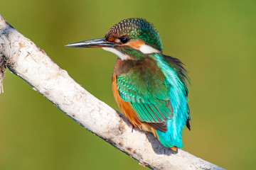 Cute colorful bird. Kingfisher. Green nature background. 