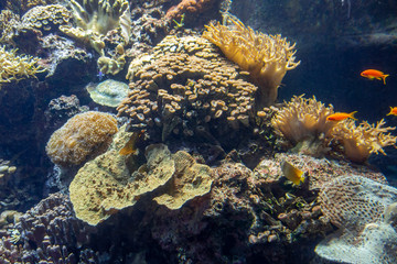 coral reef scenery