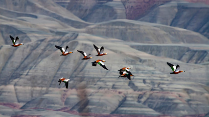 Landscape nature photography. Colorful geological formations. Birds: Ruddy Shelduck. Ankara...