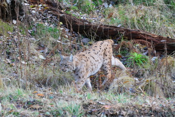 luchs