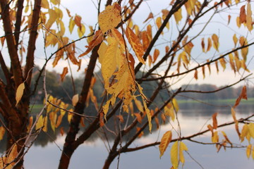 autumn leaves on tree