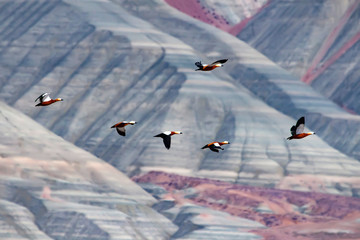 Landscape nature photography. Colorful geological formations. Birds: Ruddy Shelduck. Ankara...