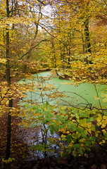A large light tree with yellow leafs in autumn at a lake with green water