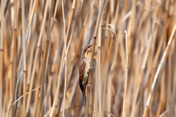 Camouflage bird. Nature background. Bird: Eurasian Wryneck. Jynx torquilla.
