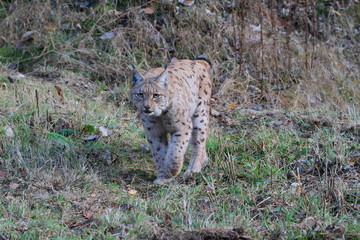luchs