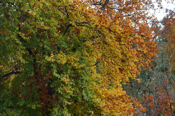 joli feuillage d'automne