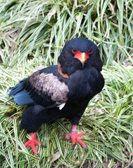 Bateleur sitting on the grass, looking at the camera lens