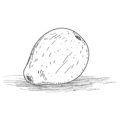Sketch of a guava. Fruit sketch - Vector illustration