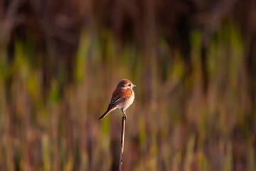 Cute little bird. Nature background. Bird: Red backed Shrike. Lanius collurio.