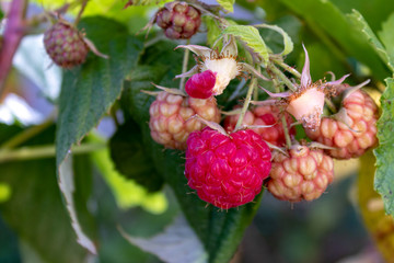 red berries of raspberry (Rubus) on a branch, close up