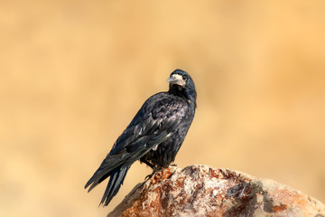 Rook. Corvus frugilegus. Yellow nature background.