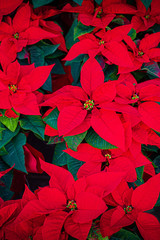 Poinsettia Flower. Christmas Symbol - Red Poinsettia as a Background .