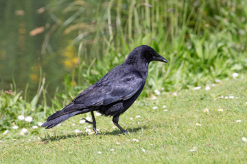 Crow on grass