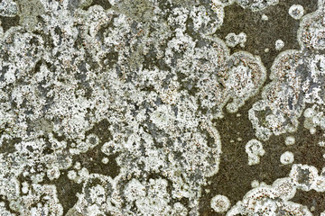Closeup of weathered grey manmade flat stone covered with white lichen in organic patterns for use as a grunge background.