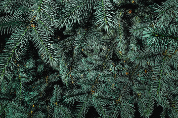 Christmas fir tree branches background.  Holiday wallpaper with Green tree spruce .