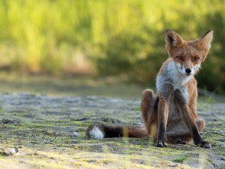 Fox