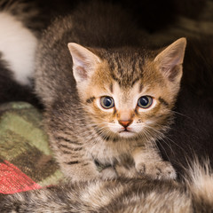 Curious anxious brown tabby kitten portrait. Young domestic cat closeup. Felis silvestris catus. Cute little wide eyed kitty with black round pupils. Small afraid pet looking at camera in shelter bed.