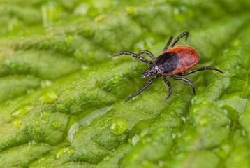 Wet deer tick crawling on natural dewy leaf with water drops. Ixodes ricinus or scapularis. Dangerous black legged parasite close-up on spring green background. Lyme disease or encephalitis infection.