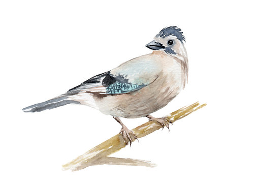 watercolor drawing of a bird - jay on a branch