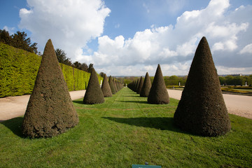Row of conical topiary plants in garden against sky