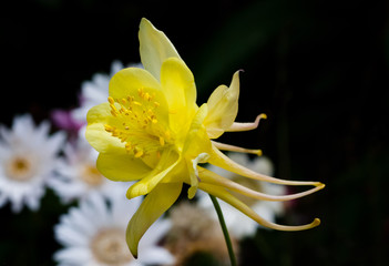 Yellow Columbine