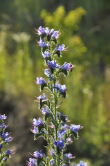 Echium vulgare blooms in nature in blue