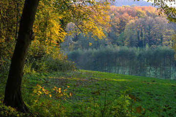 View under a tree on an autumn forest in the light of the evening sun.