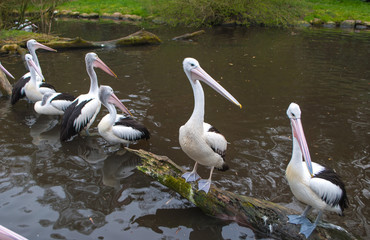 Big pelicans sitting on a log in the water at the pond