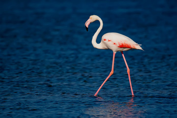 Fototapeta na wymiar Colorful bird Greater Flamingo. Blue nature background. Phoenicopterus roseus.