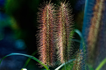An interesting beautiful plant similar to a squirrel tail.