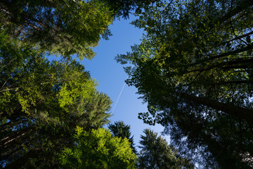 Flugzeug am Waldhimmel