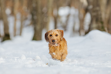 Dachshund puppy running through snow.