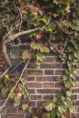 Fototapeta na wymiar Autumn/Fall colorful red, yellow, green ivy leaves and vine and ancient old brick wall. Blank empty copy space for text.
