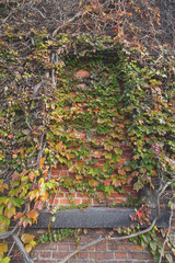 Autumn/Fall colorful red, yellow, green ivy leaves and vine and ancient old brick wall and window covered by plants. Vertical, good for stories.
