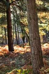 Scenic Sherwood Pines forest in Nottinghamshire England. Vibrant autumn pathways of tall pine trees with beautiful autumn colours and sunlight through the trunk and leaves
